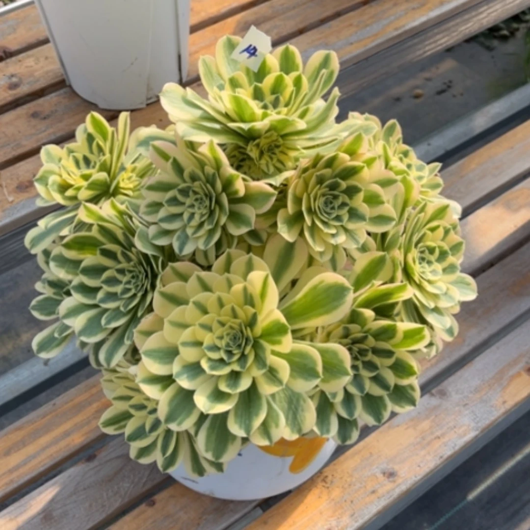 【闪购商品】14迈巴赫多肉法师