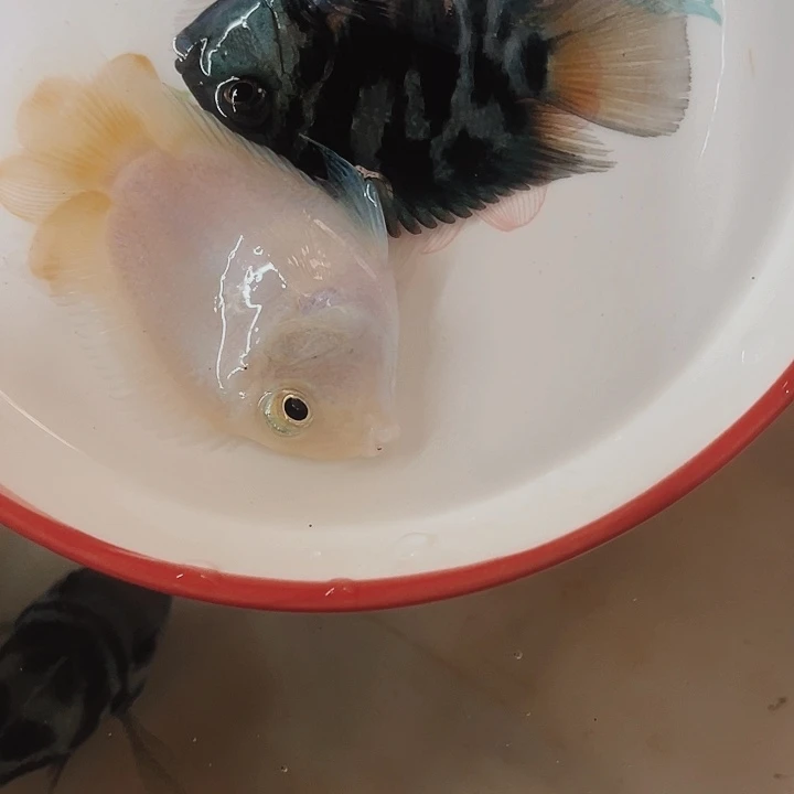 鹦鹉鱼两条母（一条白金，一条宝蓝）