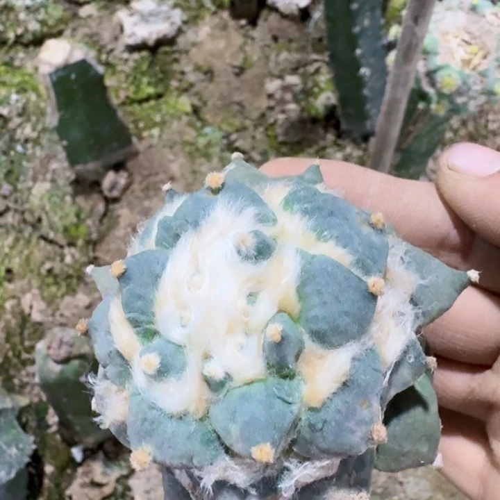 880丸叶怒涛牡丹