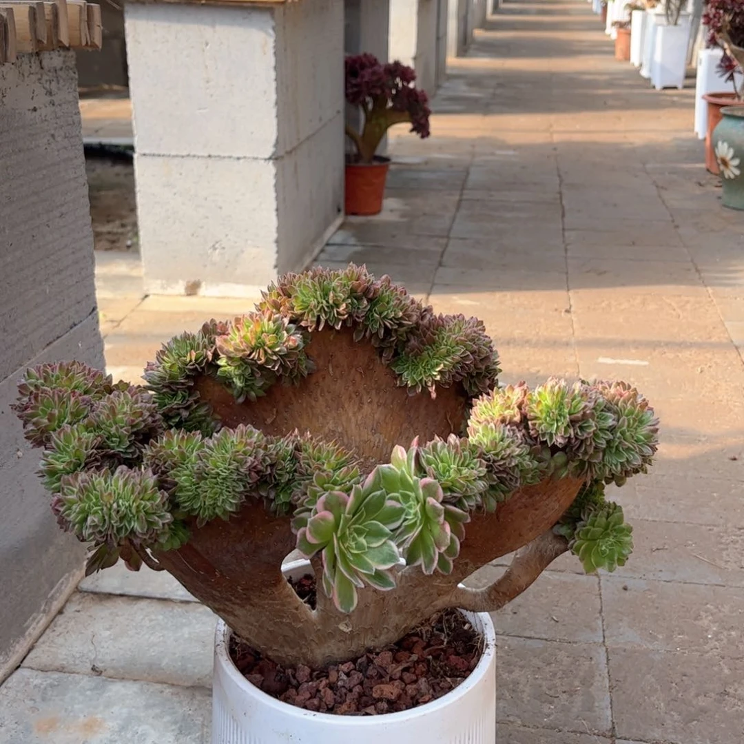 海王整版精品福利来啦