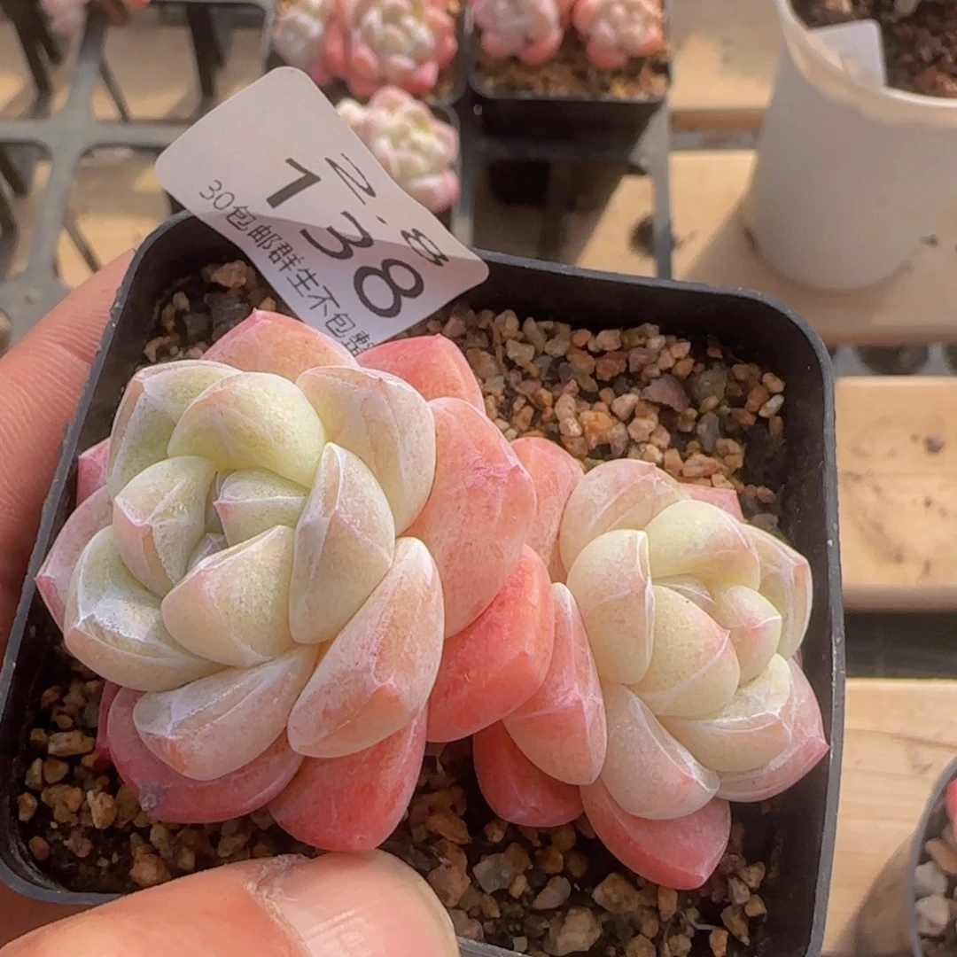 双头精控冰玉一颗脱土