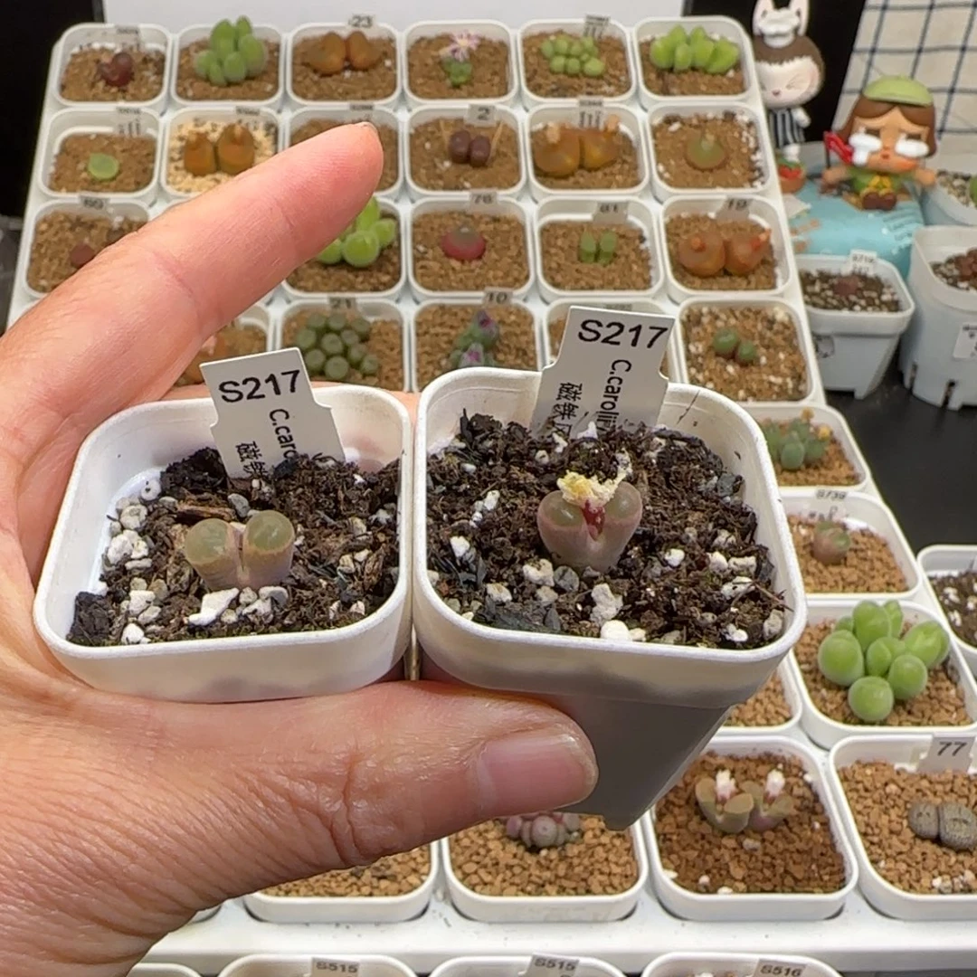 豆***了肉锥多肉植物组合-磁铁616