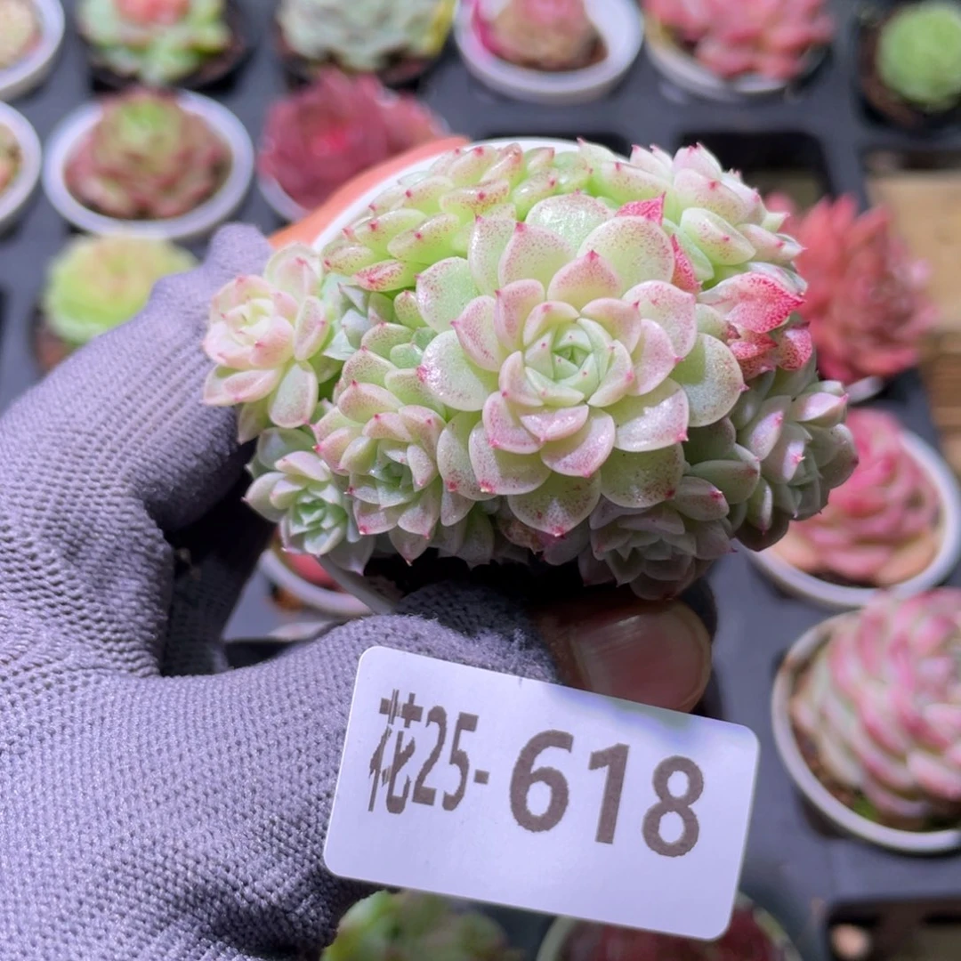 花利美25-618麦秆群