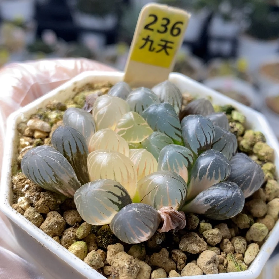 236号冰灯玉露锦带盆