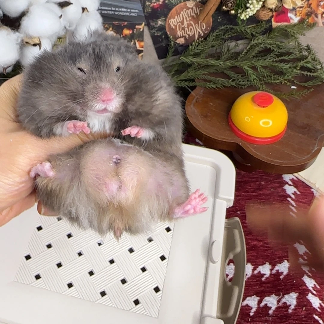 黑黄眼圈弟弟11.08