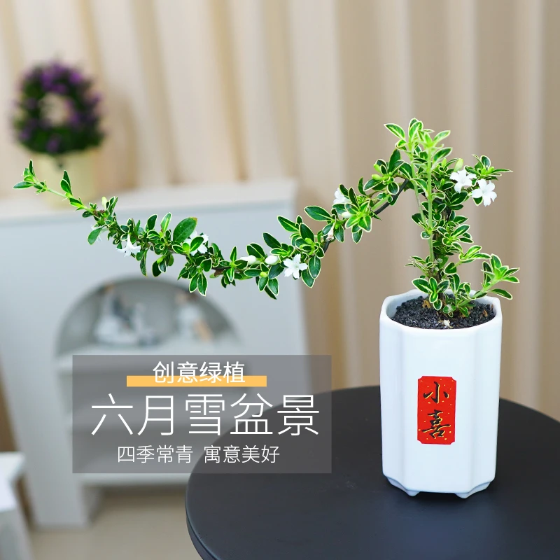 六月雪盆景书房茶几好养绿植四季常青净化空气植物盆栽