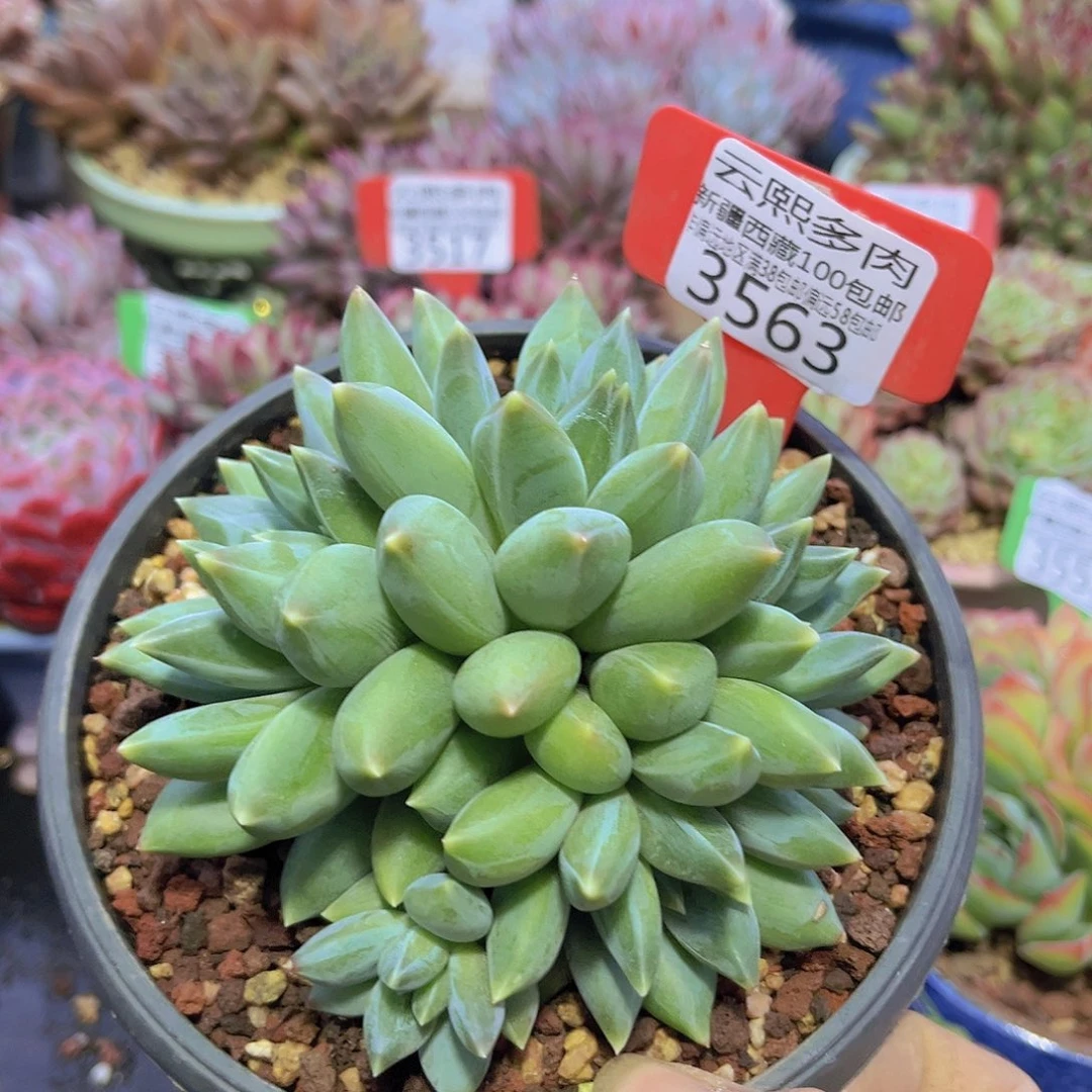 3563岩字美人多肉植物