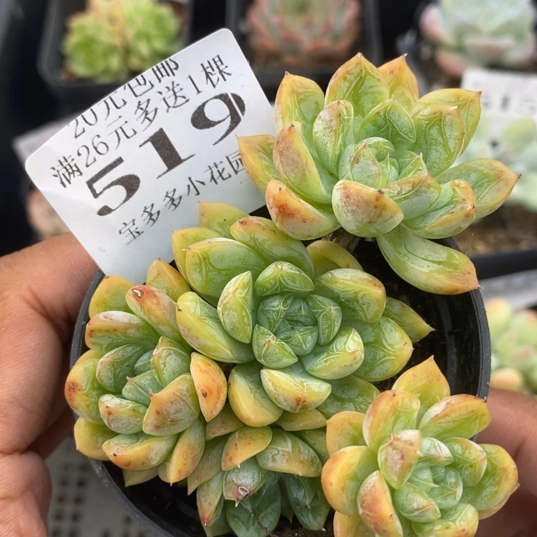 百达翡翠群一物一拍满20包邮满26送一颗多肉