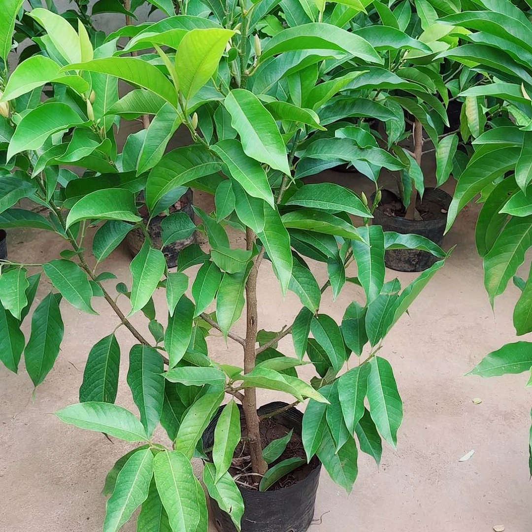 无花朵白兰111111