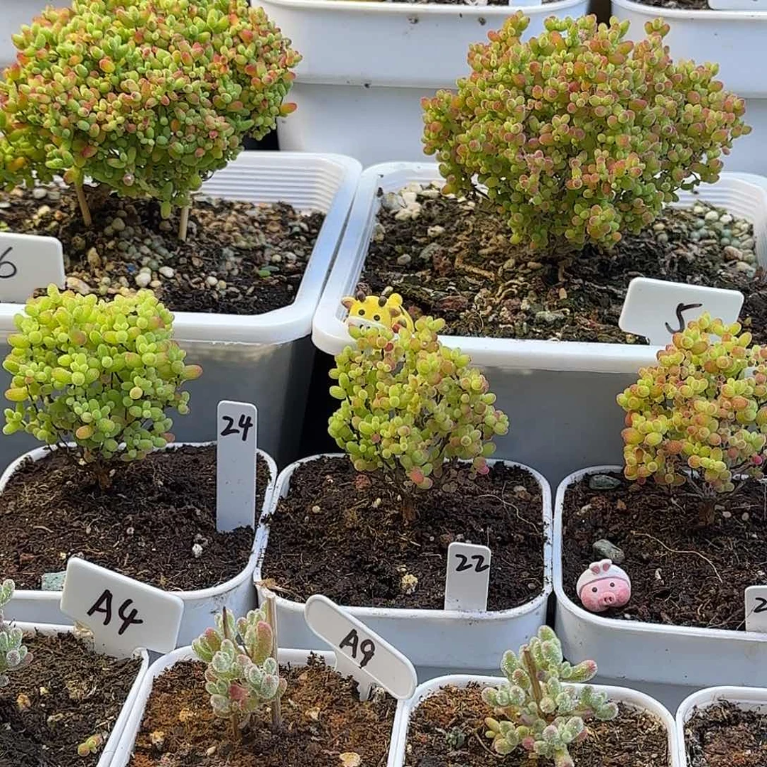 耿*蜜橘糖球枝干番杏专拍