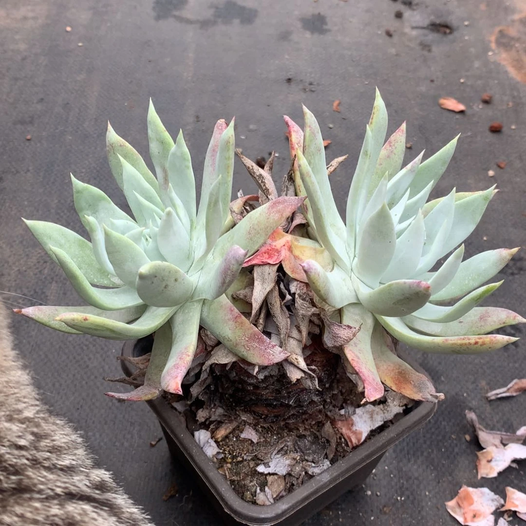 全部花朵沐***?雪山杂，仙女杯多肉