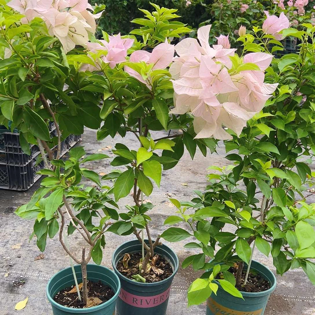 当前无花栽培后可以开花粉天使一颗