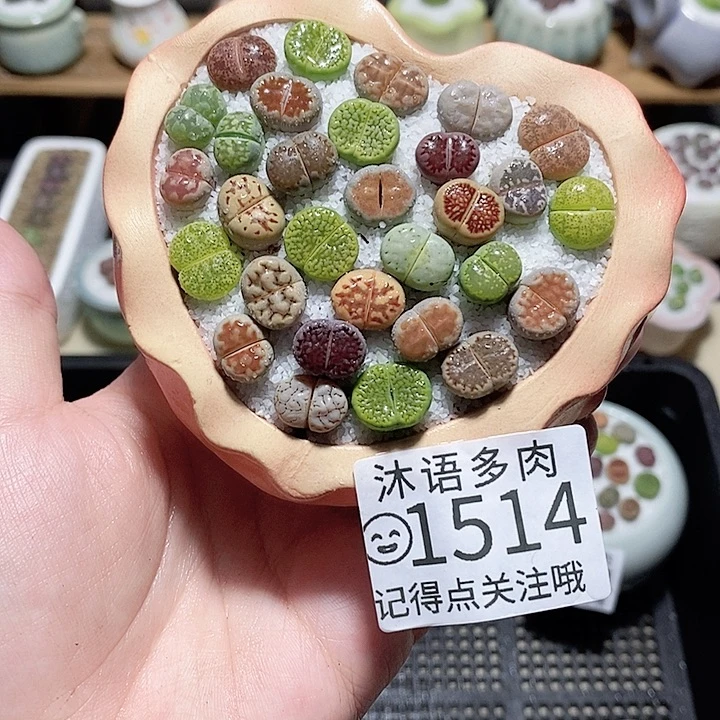 精美盆栽 一物一拍 1514
