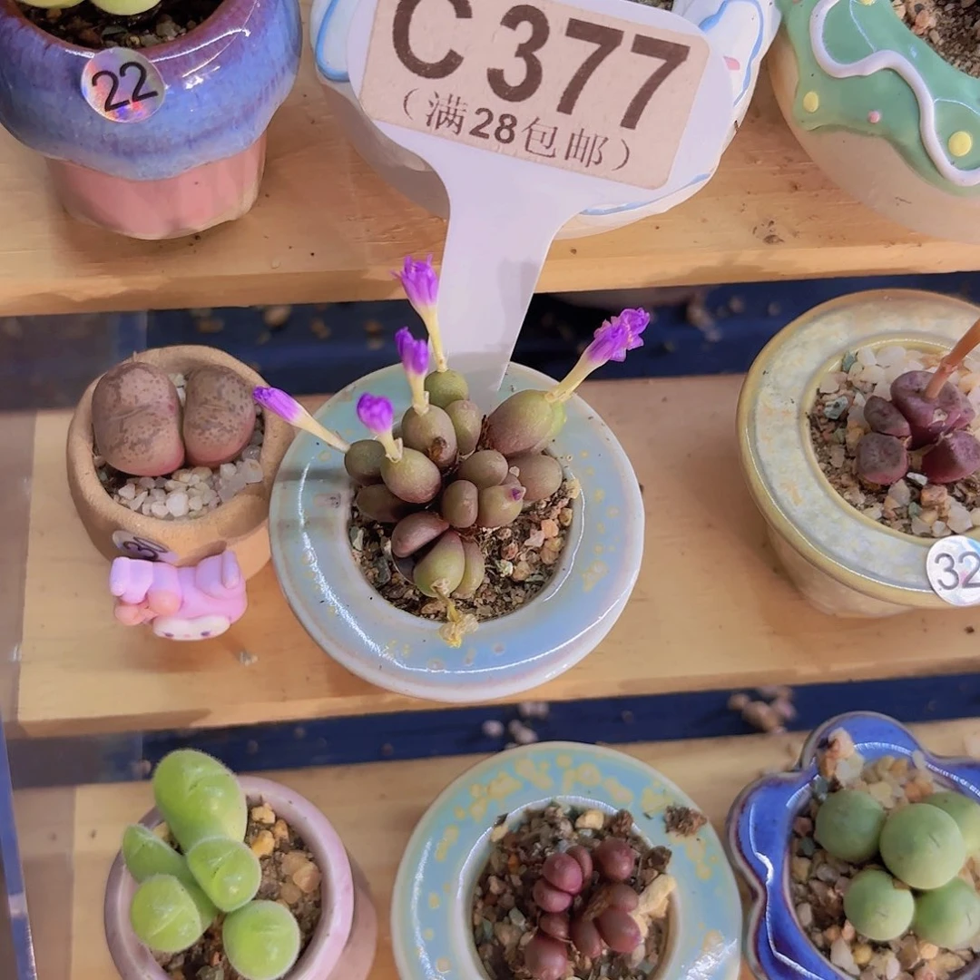 C377紫葡萄一物一拍