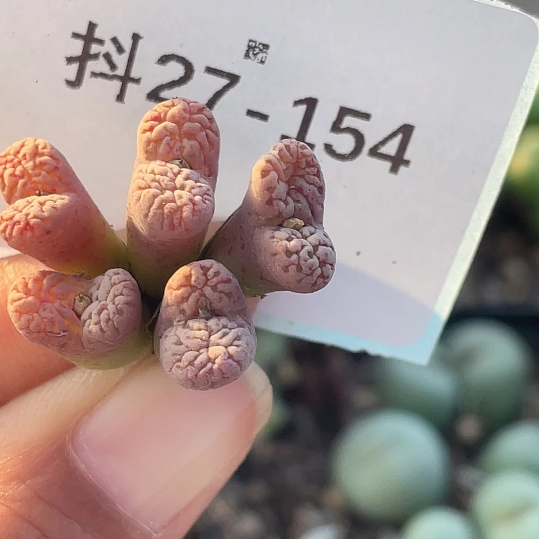 27-154紫鸟多肉植物