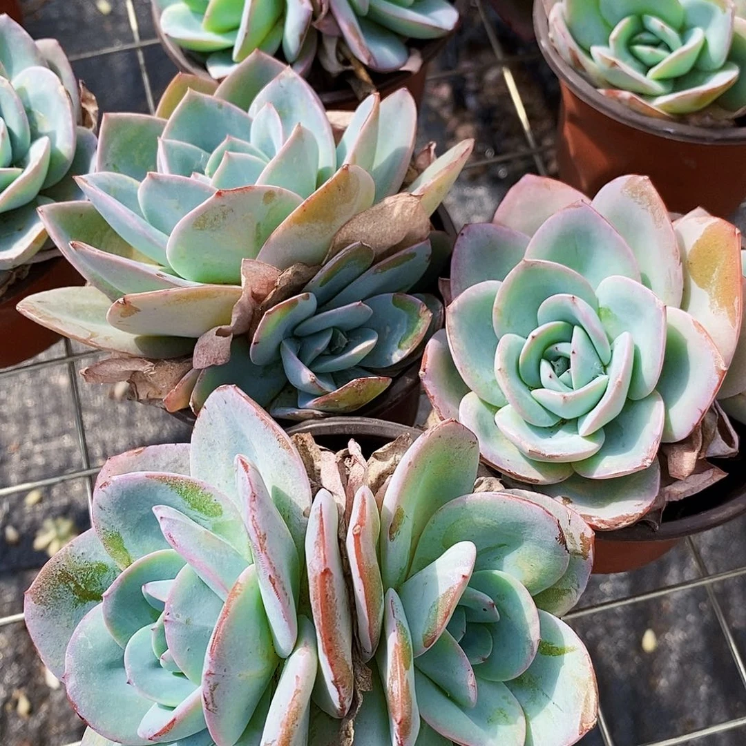 布鲁蓝双头起发精品