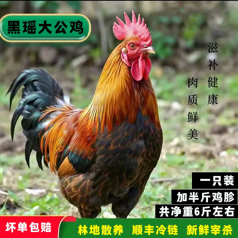 一只黑脚黑瑶大公鸡加半斤鸡胗共净重6斤左右顺丰冷运送货上门