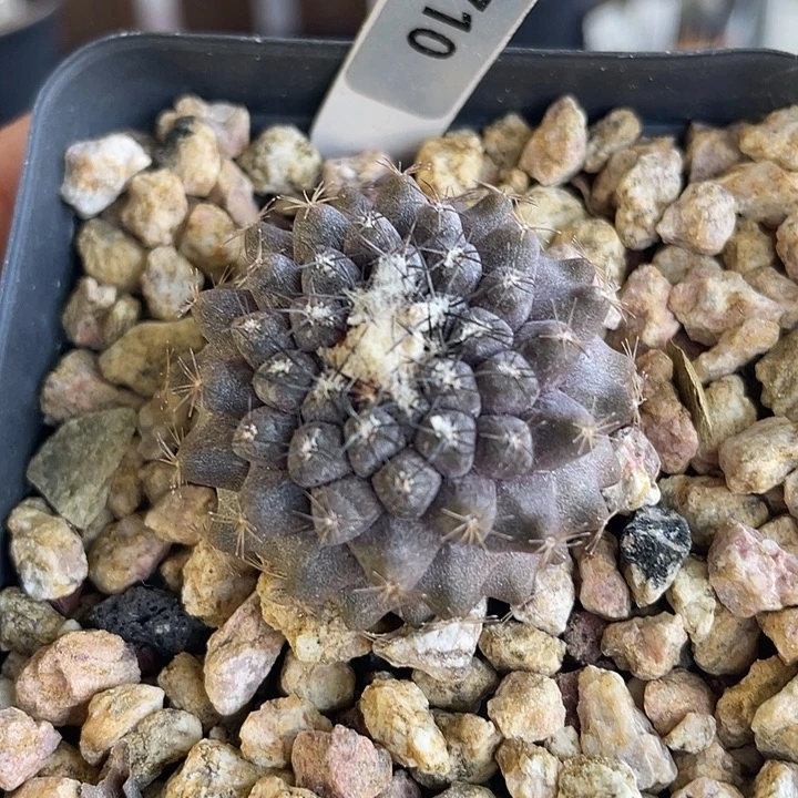 y***g3710 龙爪属实生仙人球裸根发货