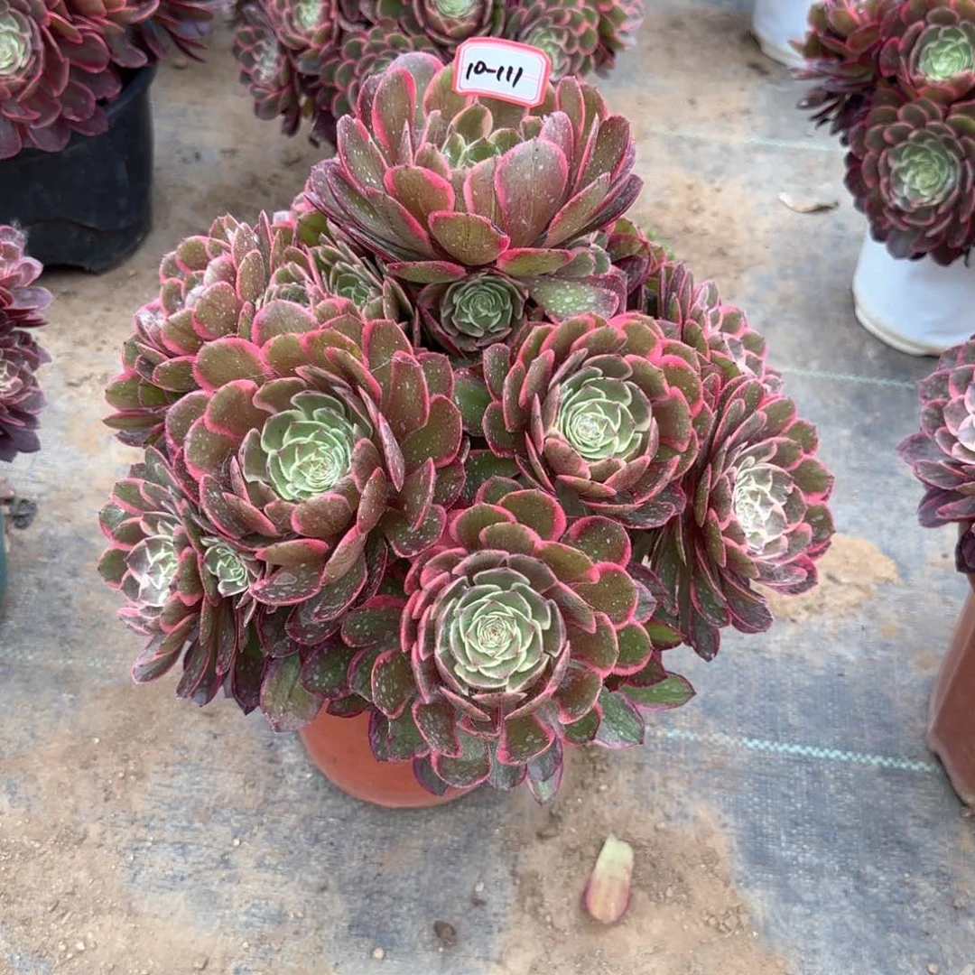 10-111粉花妖多肉植物