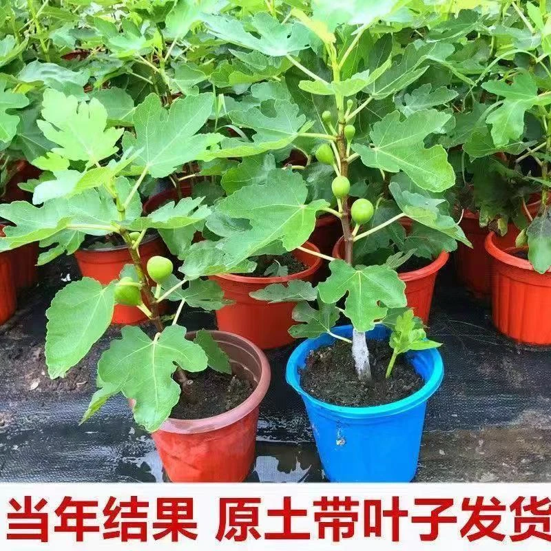 无花果树苗盆栽特大带土带叶南北方种植当年结果耐寒