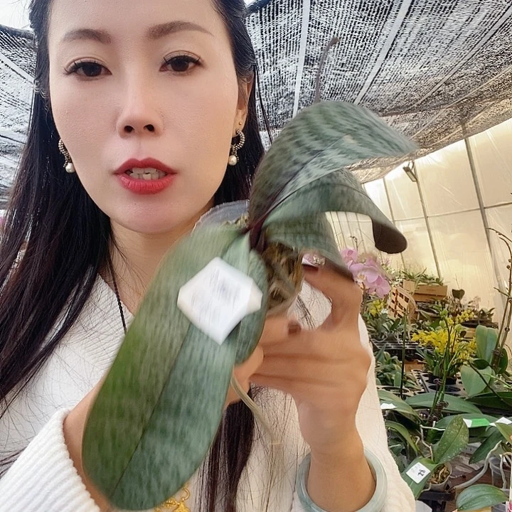 无花朵西雷利蝴蝶兰