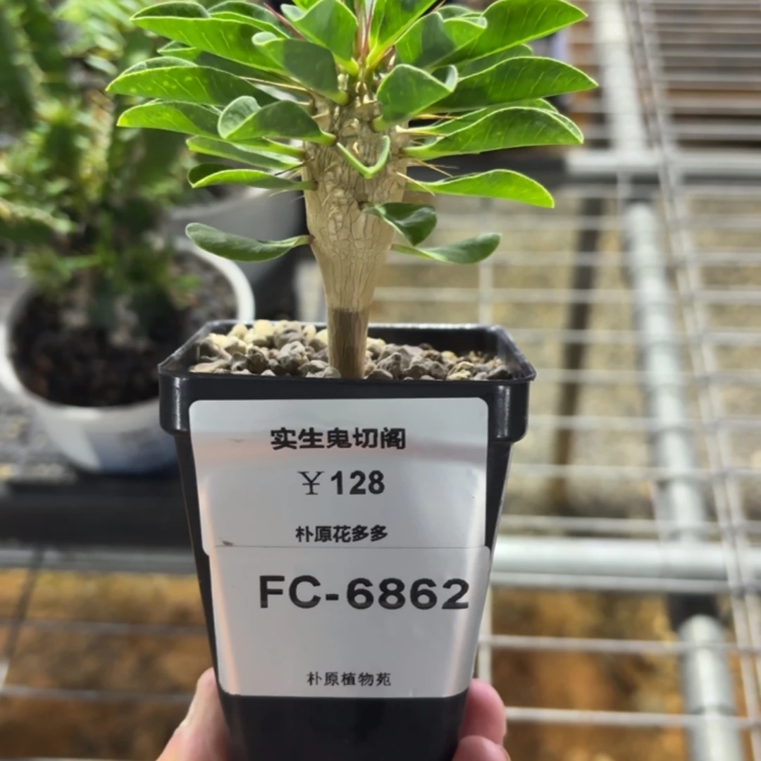 鬼切阁大戟FC-6862