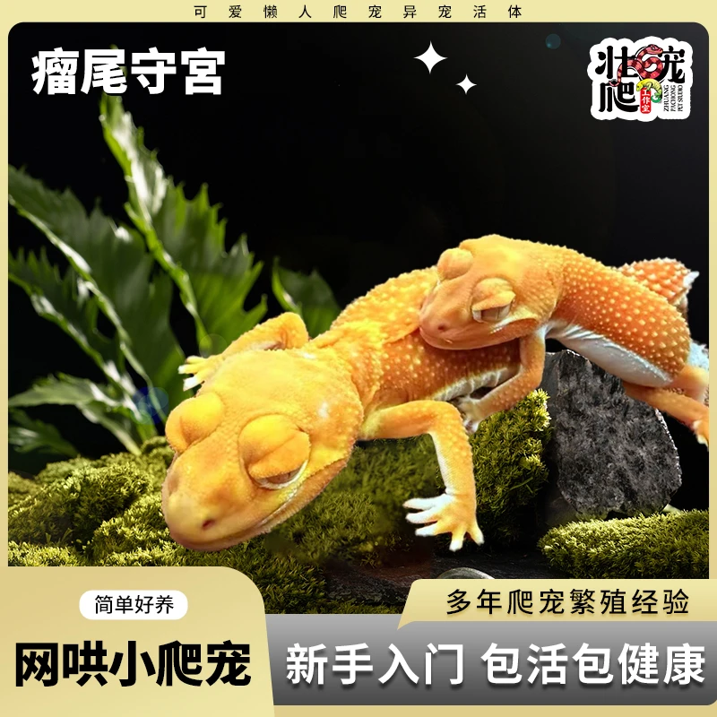 壮爬宠工作室 温顺可爱瘤尾守宫适合家养可作小朋友礼物活体爬宠