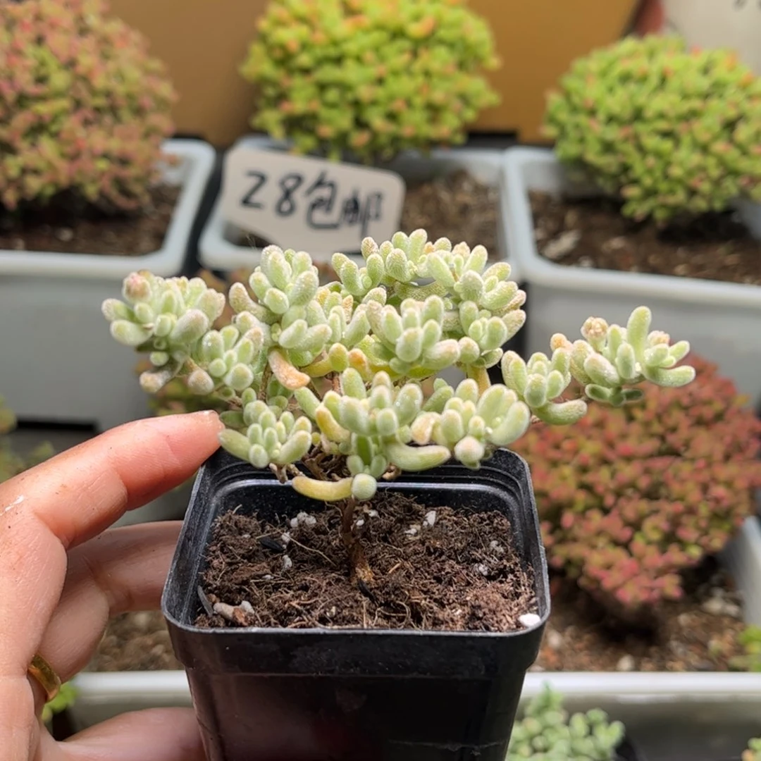 张*…紫冰晶优选枝干