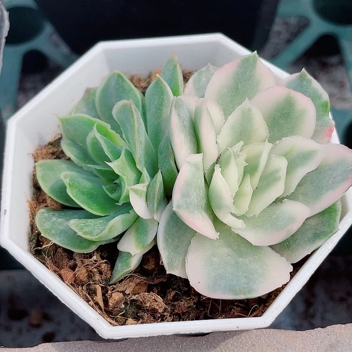 紫蝴蝶锦。 锦龙园艺