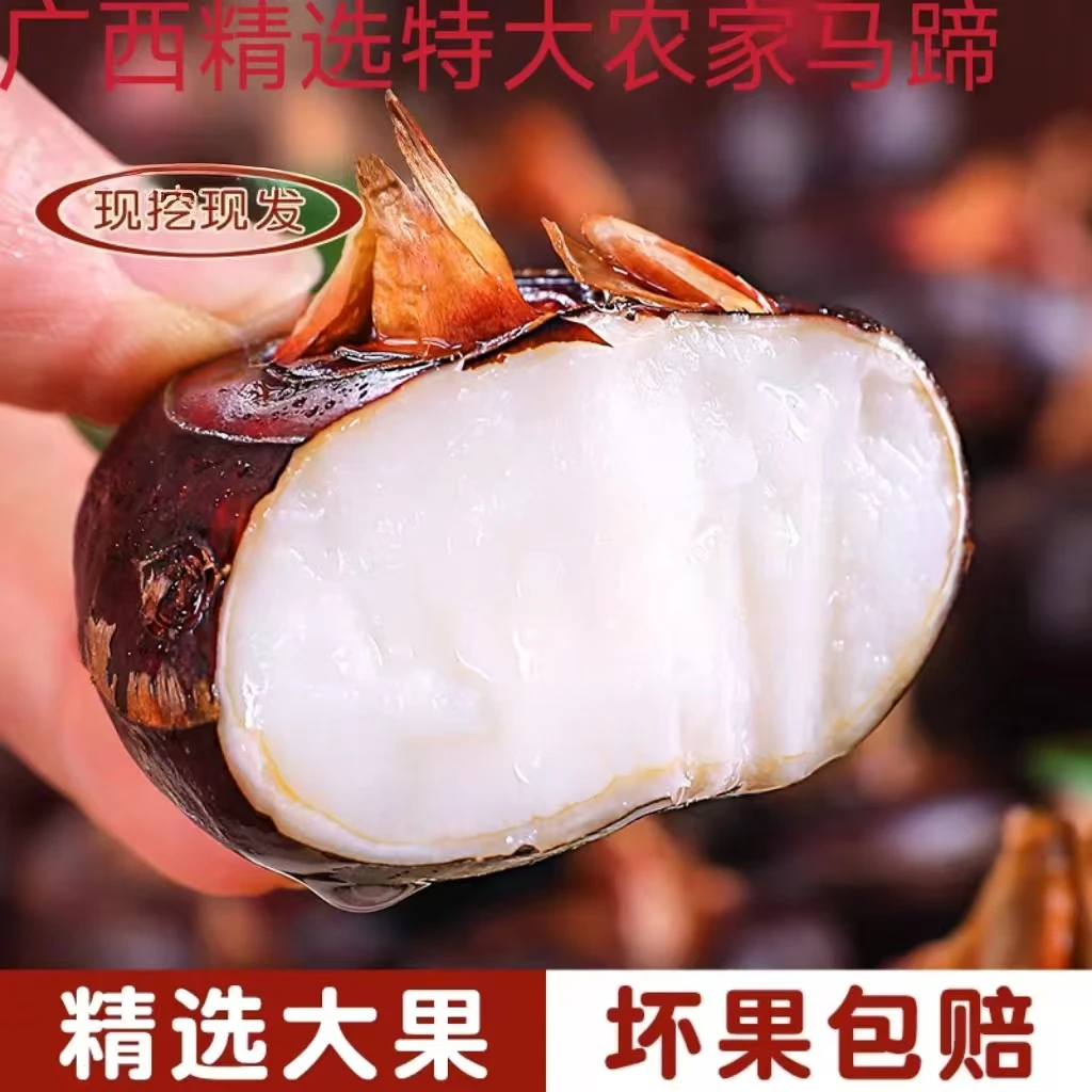 广西马蹄新鲜现挖现发马蹄荸荠大果清爽甜农家水果清甜多汁皮薄