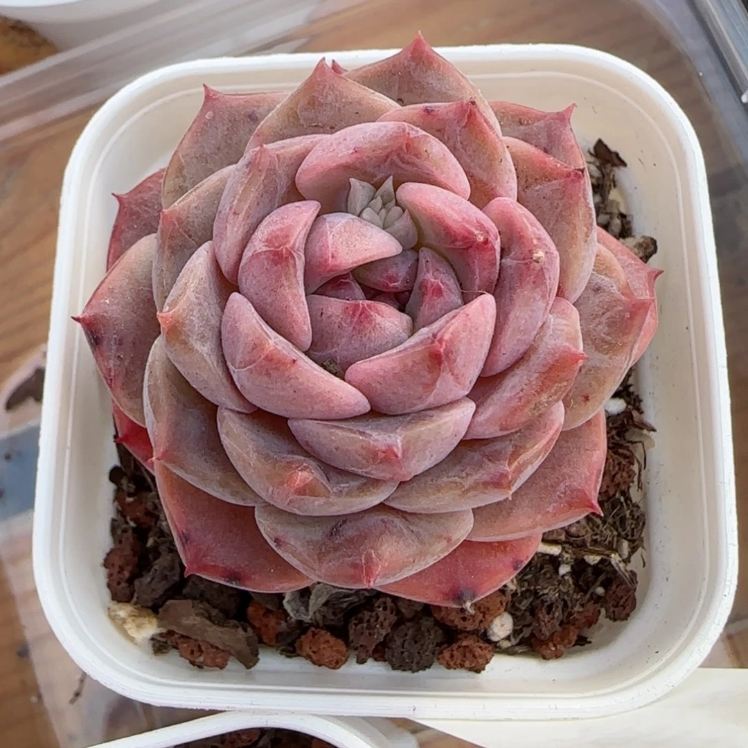 花语逸镜0213-617