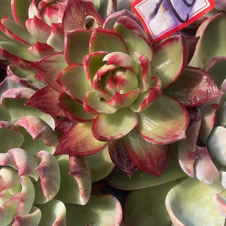 薄***糖76///////：/////////