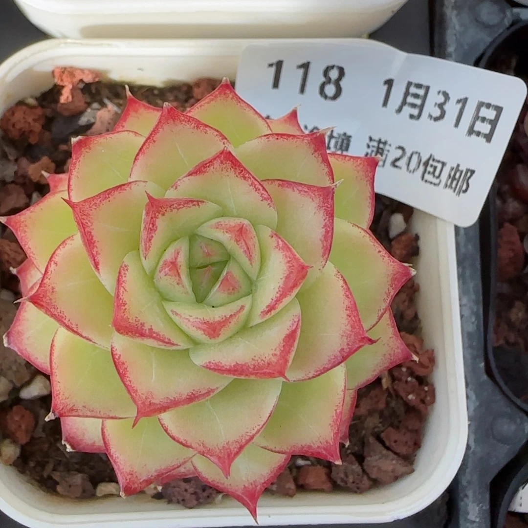 花语逸境0131-128