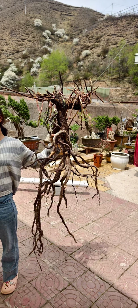 甘肃黄芪红芪非种植原产地农户发货美味农产品特产