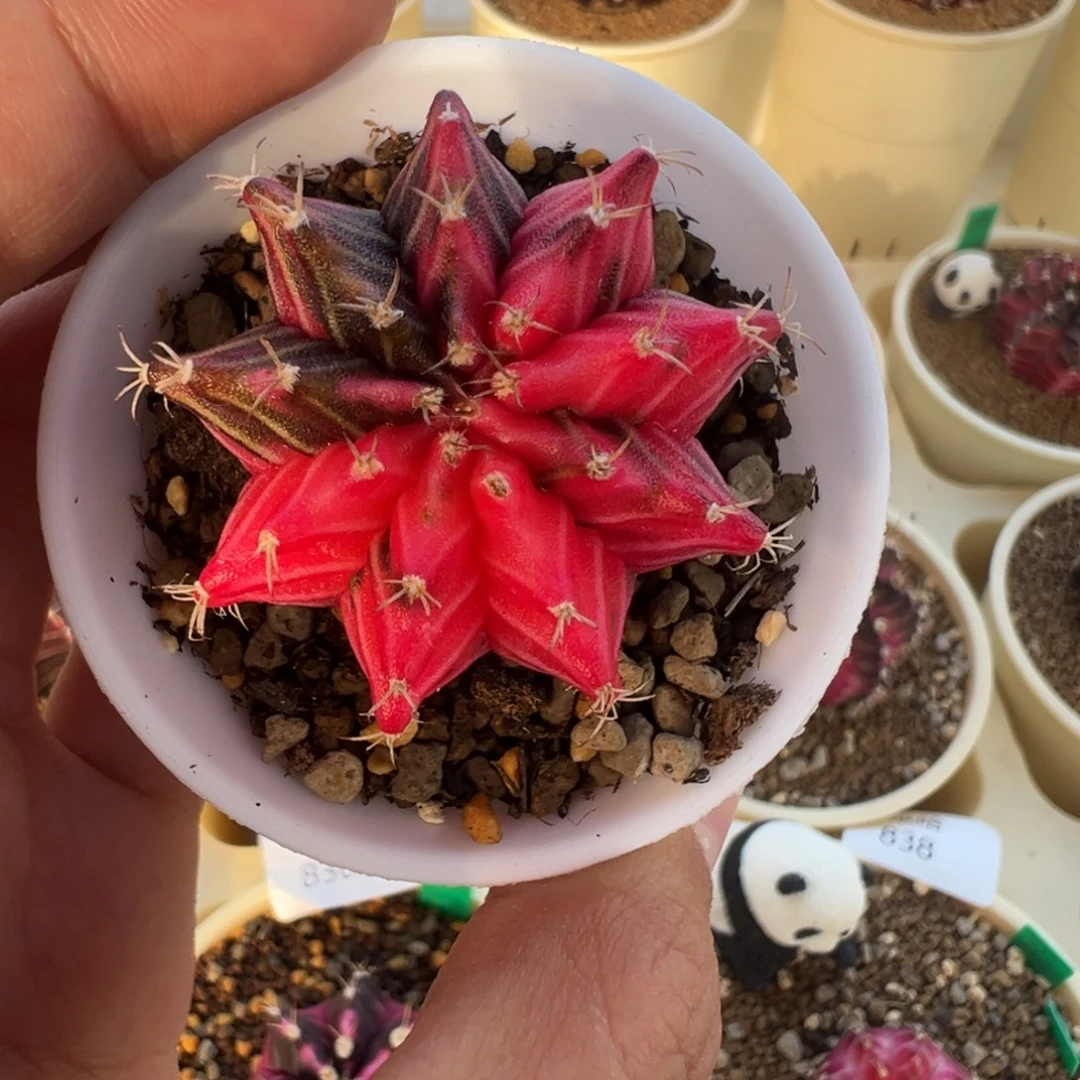 910 好看的米哈冲冲冲