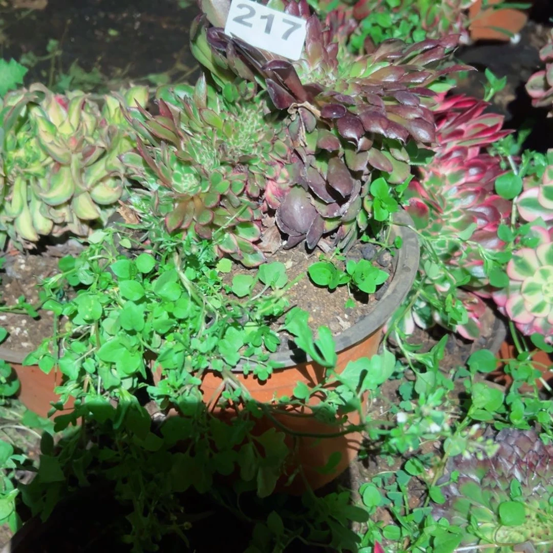 217 号多肉植物法师新年福利