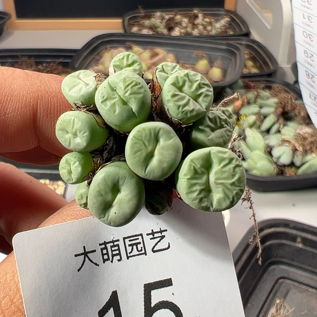 一物一拍带盆土发。  15