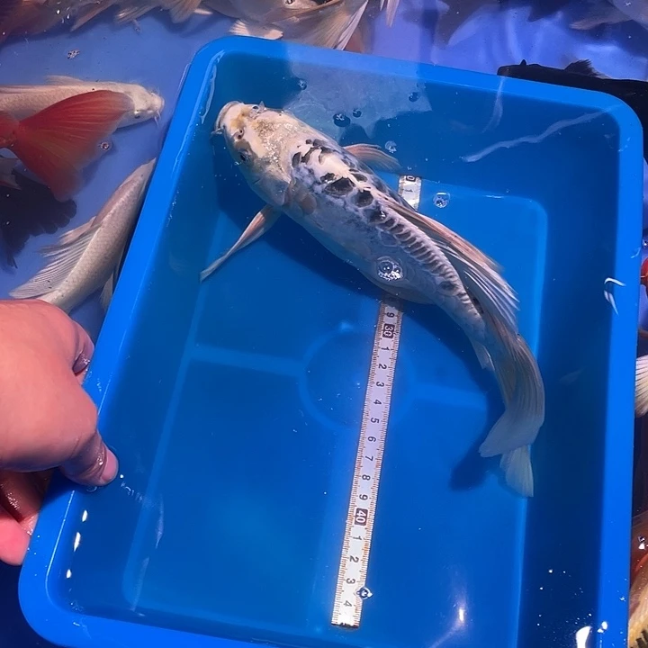 蝴蝶鲤鱼观赏鱼精品银龙