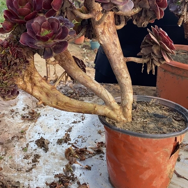 水***恋379欧紫欧紫欧紫欧紫