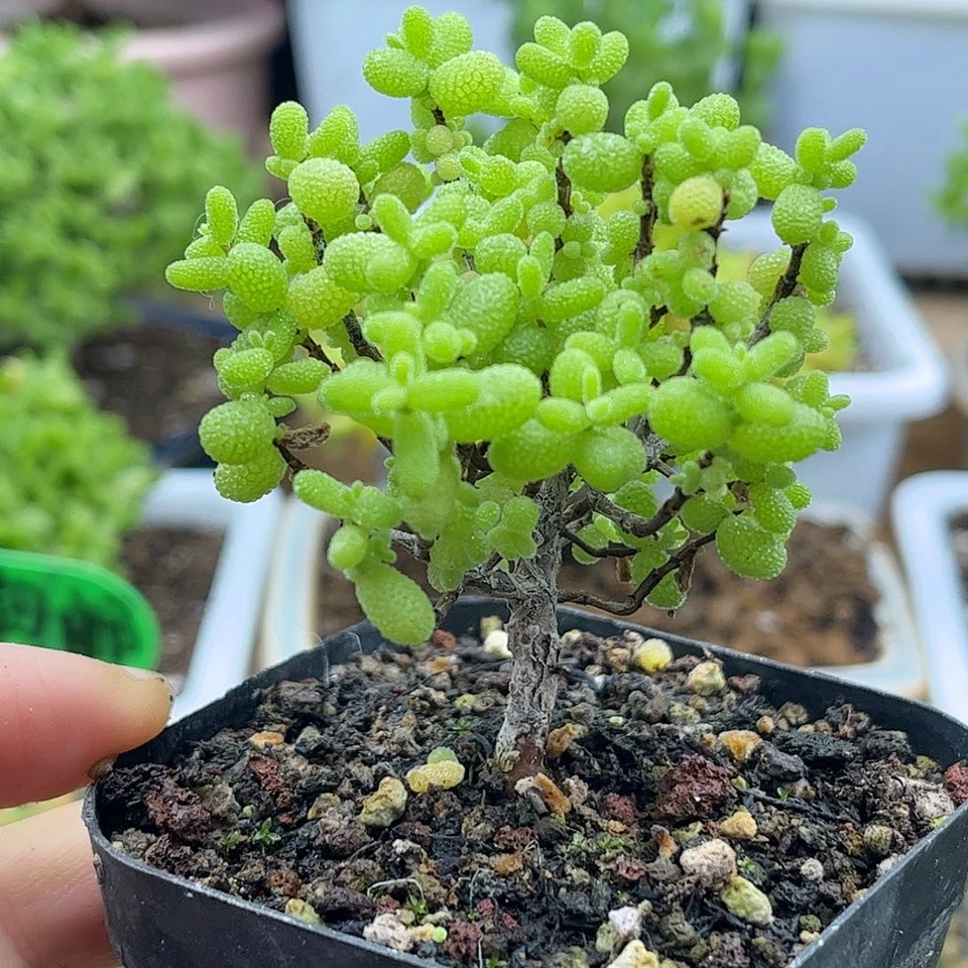 30金桔优选枝干番杏