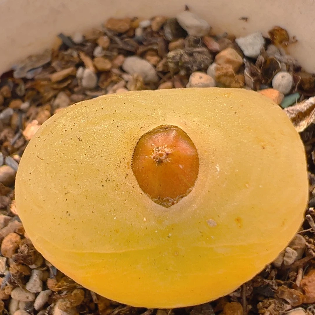 109多肉植物百科知识