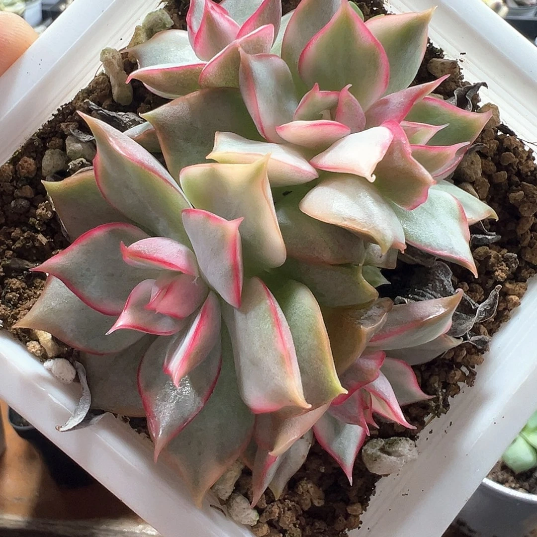 宝莲灯锦 小方花圃一单包邮非偏远