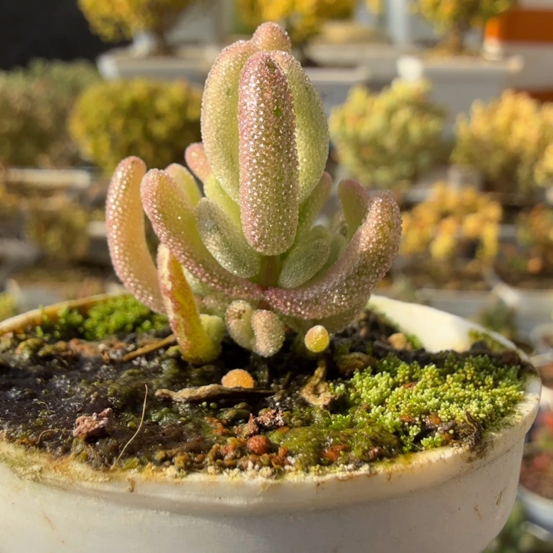 A676紫闪光尺寸小