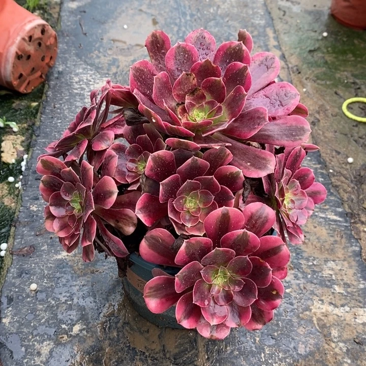 美杜莎多肉植物036