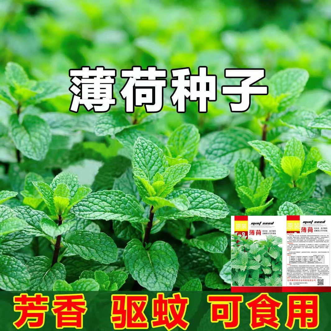 可食用薄荷种子柠檬香薄荷驱蚊花草植物种子四季薄荷种籽蔬菜大全