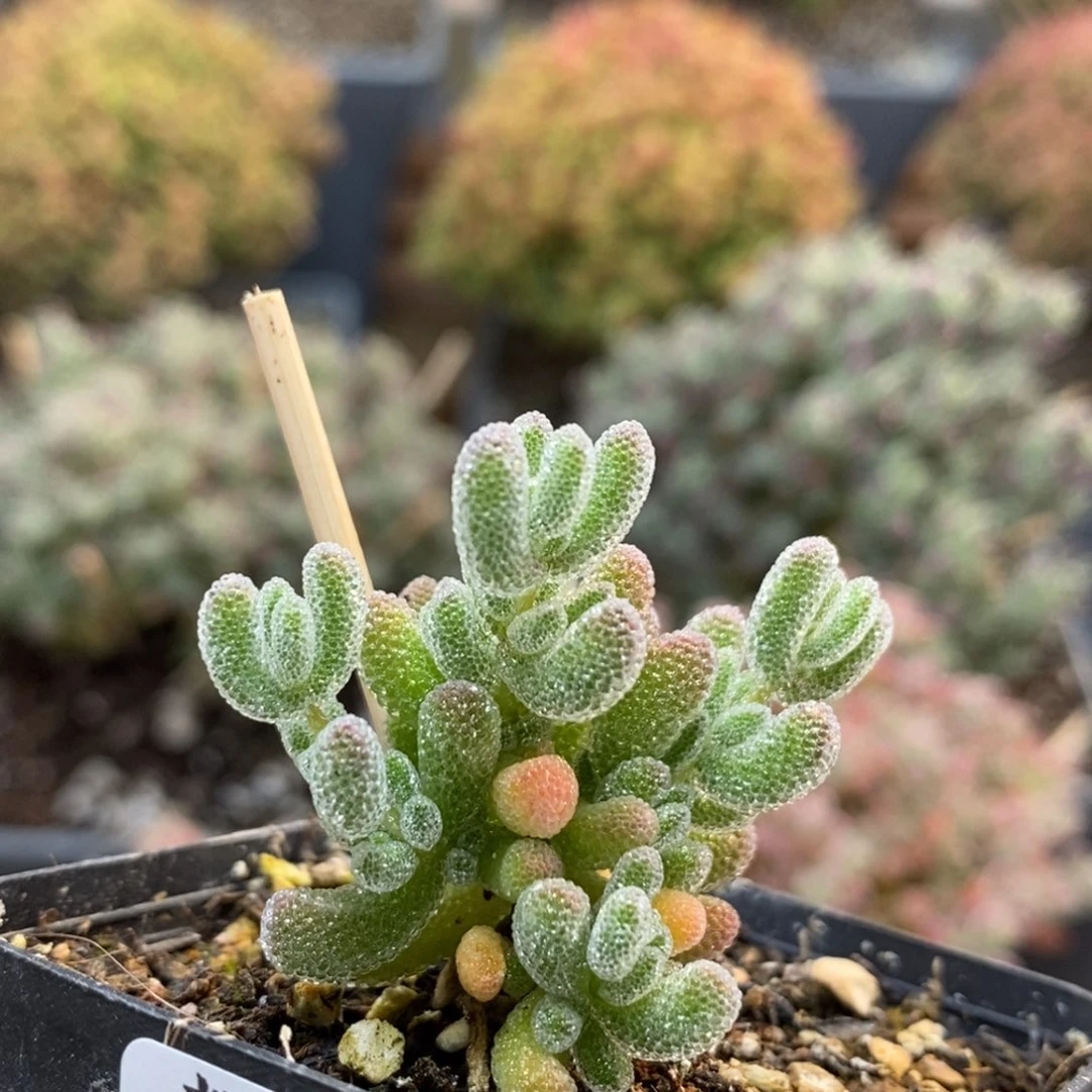 5方盒优选冰晶6651