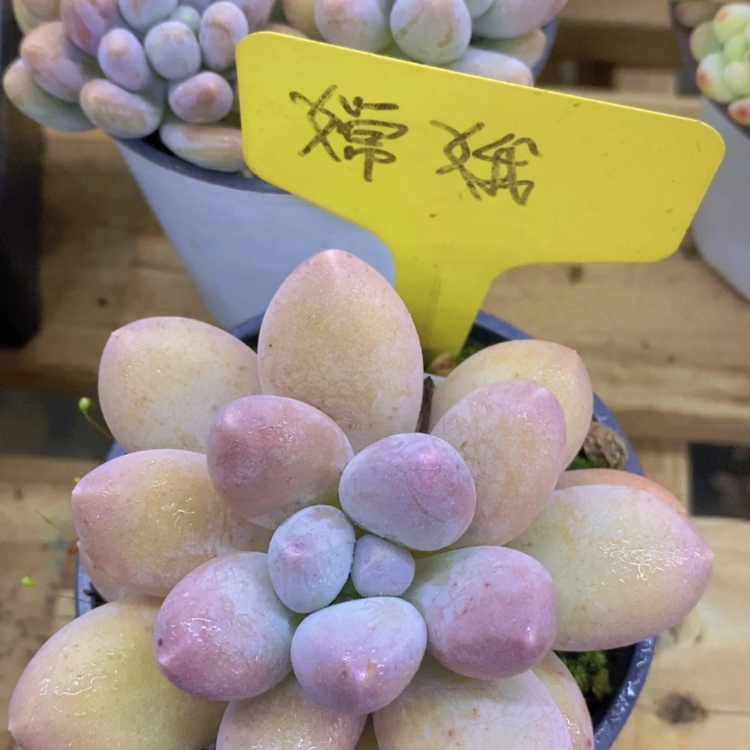 开心多肉，一物一拍，专场