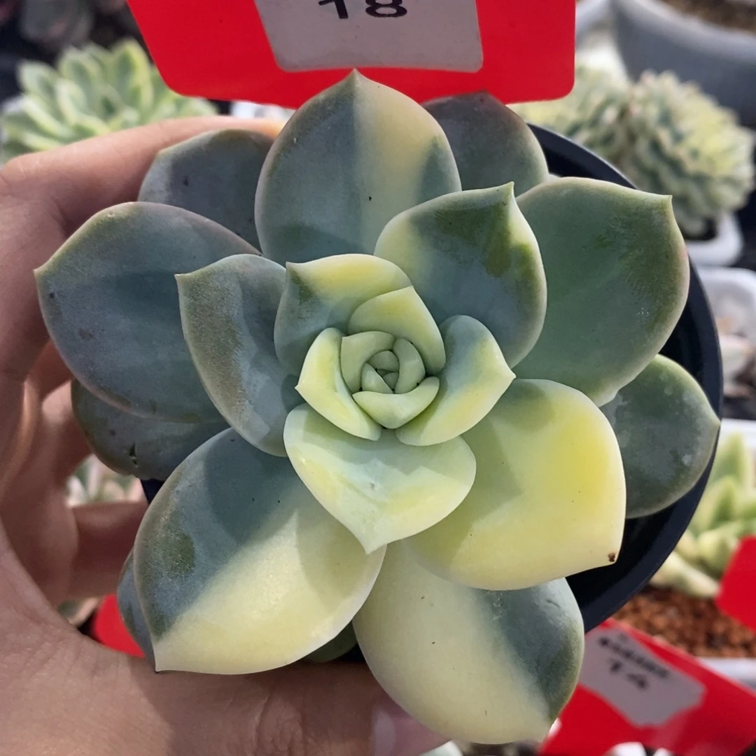 18可爱玫瑰锦多肉植物