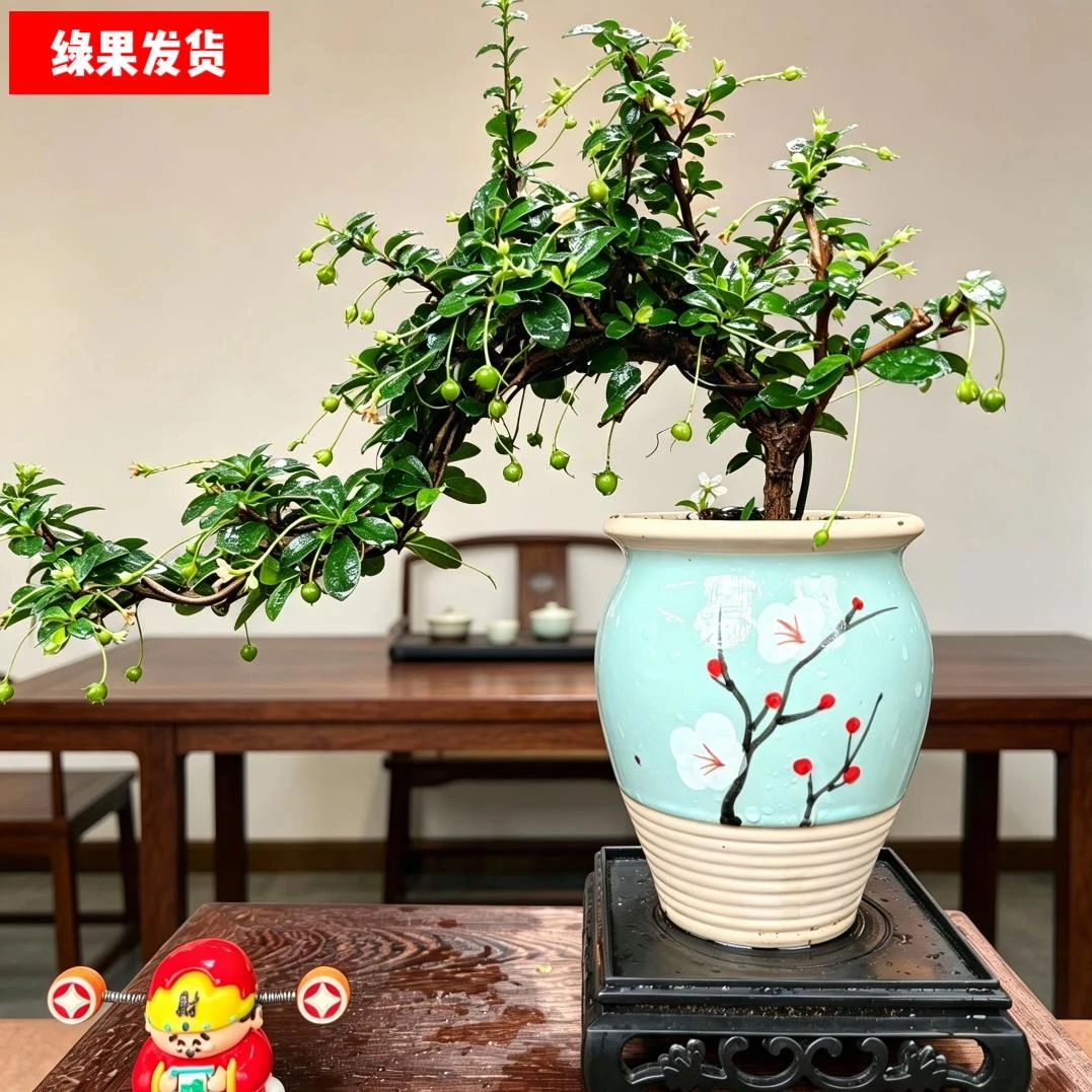 悬崖飘枝【福建茶】带绿果室内高端盆景室内客厅高端好养易活种好