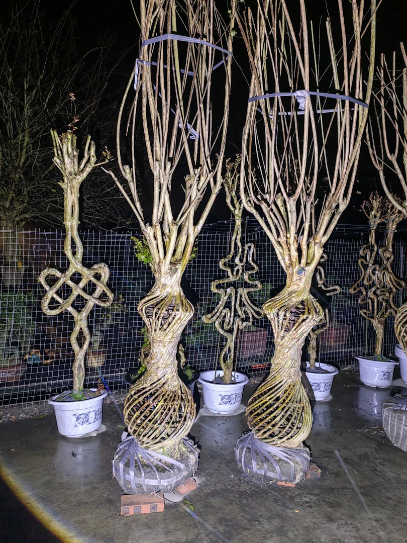 冬天的松专属紫薇玉皇瓶1对